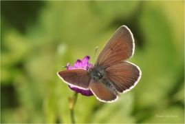 <p>MODRÁSEK BĚLOPÁSNÝ (Aricia eumedon) Slovensko - Slovenský ráj ---- /Storchschnabel-Bläuling/</p>
